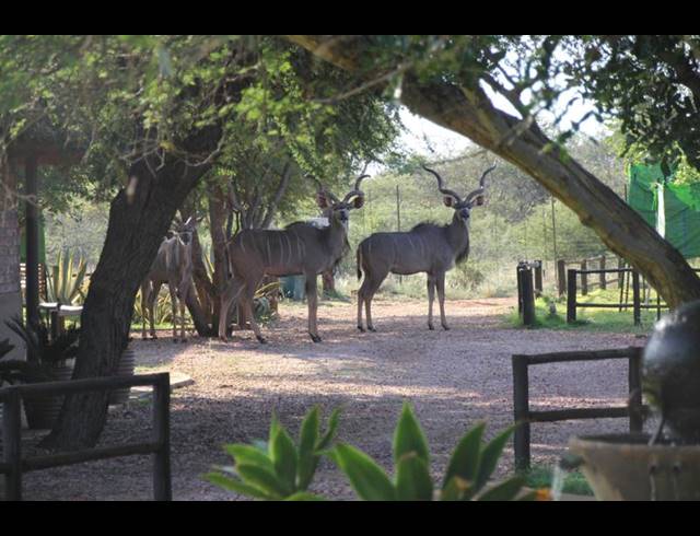 FARM FOR SALE IN LEPHALALE